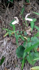 Brillantaisia