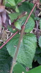 Brillantaisia