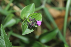 Tripogandra ionantha