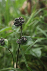 Tripogandra ionantha