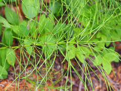 Equisetum palustre