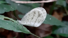 Leptosia nupta