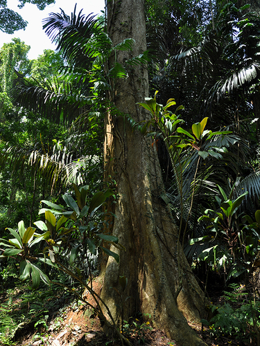 Tree bean (Parkia javanica)