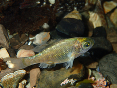 Reef Perch photo 3