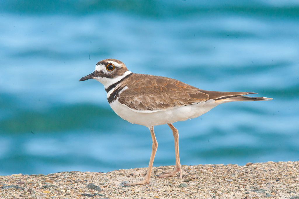 Killdeer (Birds Of GTMO) · iNaturalist