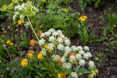 Ligusticum porteri