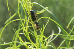 Leptinotarsa lineolata