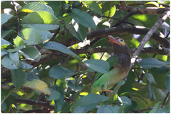 Psilopogon zeylanicus