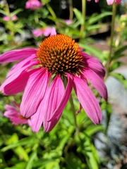 Echinacea purpurea
