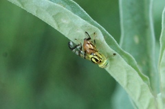 Zonosemata vittigera