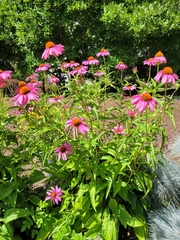 Echinacea purpurea
