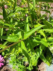Echinacea purpurea