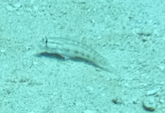 Gnatholepis thompsoni