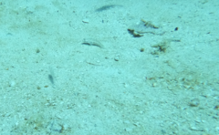 Gnatholepis thompsoni