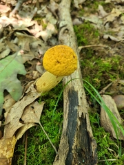 Leccinellum rugosiceps