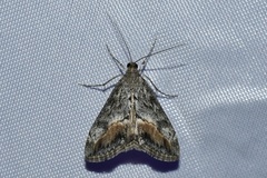 Evergestis subterminalis