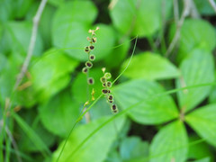 Pectiantia pentandra