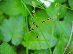 Pectiantia pentandra