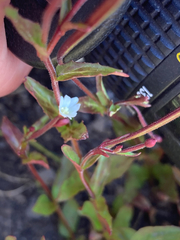 Epilobium lactiflorum