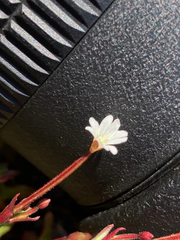 Epilobium lactiflorum