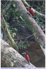 Chrysocolaptes stricklandi