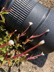 Epilobium lactiflorum