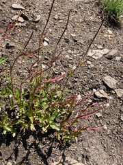 Epilobium lactiflorum