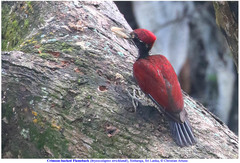 Chrysocolaptes stricklandi