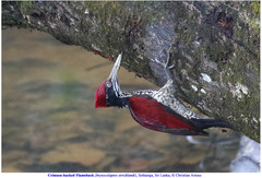 Chrysocolaptes stricklandi
