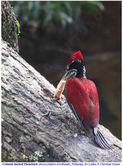 Chrysocolaptes stricklandi
