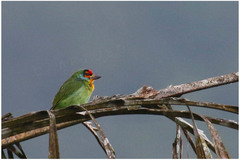 Psilopogon rubricapillus