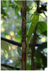 Lyriocephalus scutatus