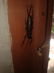 Nesoecia nigrispina