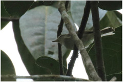 Phylloscopus magnirostris