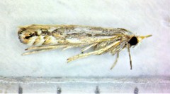 Phyllonorycter scudderella