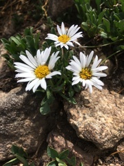 Erigeron melanocephalus