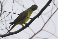 Psittacula calthrapae