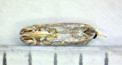 Phyllonorycter scudderella