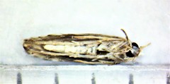 Phyllonorycter scudderella