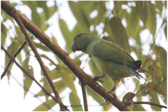 Psittacula calthrapae
