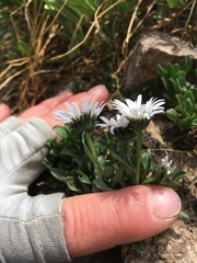 Erigeron melanocephalus