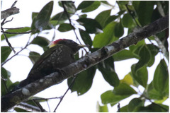 Picus chlorolophus