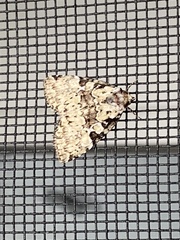 Leuconycta