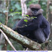 Purple-faced Lutung - Photo (c) Christian Artuso, some rights reserved (CC BY-NC-ND), uploaded by Christian Artuso