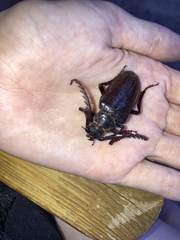 Prionus californicus