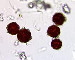 Chlamydomonas nivalis