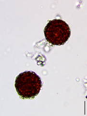 Chlamydomonas nivalis