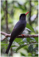 Hypsipetes ganeesa