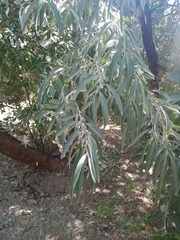 Elaeagnus angustifolia