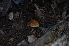 Paropsis tasmanica